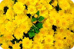 yellow-revery